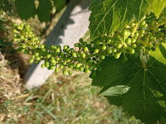 Obvestilo vinogradnikom o varstvu vinske trte