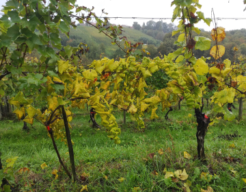 Obvestilo vinogradnikom o vzorčenju vinske trte...